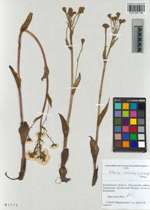 Petasites radiatus (J. F. Gmel.) J. Toman, Siberia, Altai & Sayany Mountains (S2) (Russia)