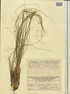 Stipa dasyphylla (Lindem.) Czern. ex Trautv., Eastern Europe, Volga-Kama region (E7) (Russia)