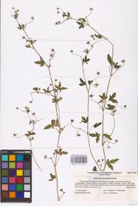 Geranium divaricatum Ehrh., Eastern Europe, Lower Volga region (E9) (Russia)