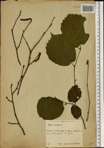 Corylus avellana L., Eastern Europe, Central region (E4) (Russia)