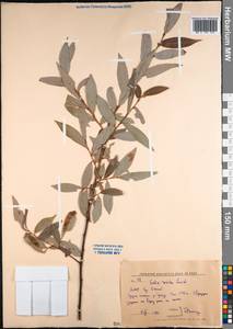 Salix rorida Laksch., Mongolia (MONG) (Mongolia)