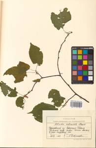 Actinidia kolomikta (Maxim. & Rupr.) Maxim., Siberia, Russian Far East (S6) (Russia)
