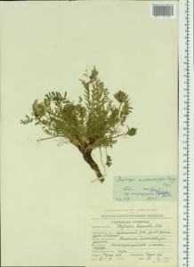 Oxytropis middendorffii subsp. anadyrensis (Vassilcz.)Jurtzev, Siberia, Chukotka & Kamchatka (S7) (Russia)