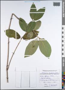 Euonymus leiophloeus Stev., Caucasus, Black Sea Shore (from Novorossiysk to Adler) (K3) (Russia)