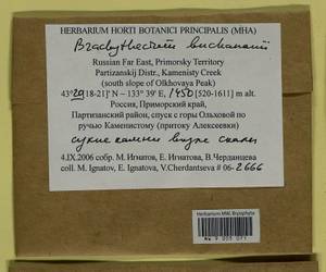 Brachythecium buchananii (Hook.) A. Jaeger, Bryophytes, Bryophytes - Russian Far East (excl. Chukotka & Kamchatka) (B20) (Russia)