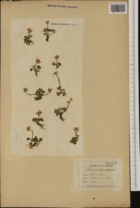 Ranunculus alpestris L., Western Europe (EUR) (France)