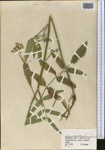 Sium sisarum L., Middle Asia, Muyunkumy, Balkhash & Betpak-Dala (M9) (Kazakhstan)