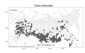 Carex atherodes Spreng., Atlas of the Russian Flora (FLORUS) (Russia)