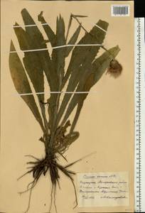 Cirsium canum (L.) All., Eastern Europe, Eastern region (E10) (Russia)