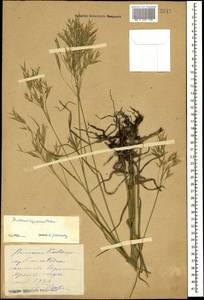 Bromus riparius Rehmann, Caucasus, Stavropol Krai, Karachay-Cherkessia & Kabardino-Balkaria (K1b) (Russia)