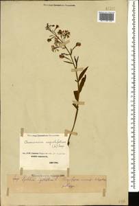 Chamaenerion angustifolium (L.) Scop., Caucasus, Stavropol Krai, Karachay-Cherkessia & Kabardino-Balkaria (K1b) (Russia)