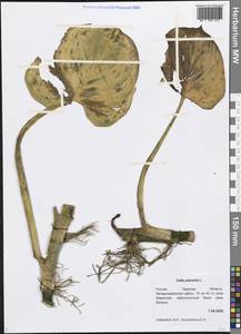 Calla palustris L., Eastern Europe, North-Western region (E2) (Russia)