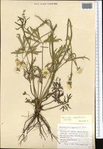 Ranunculus polyanthemos L., Middle Asia, Dzungarian Alatau & Tarbagatai (M5) (Kazakhstan)