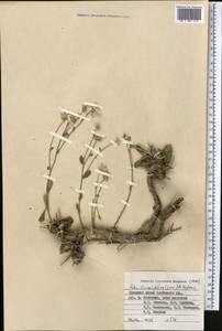 Rhinactinidia limoniifolia (Less.) Novopokr. ex Botsch., Middle Asia, Pamir & Pamiro-Alai (M2) (Kyrgyzstan)