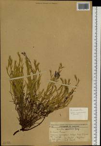 Dianthus chinensis, Siberia, Russian Far East (S6) (Russia)