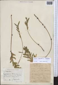 Euphorbia esula subsp. esula, Middle Asia, Caspian Ustyurt & Northern Aralia (M8) (Kazakhstan)