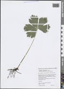 Anemonastrum baicalense (Turcz.) Mosyakin, Siberia, Baikal & Transbaikal region (S4) (Russia)