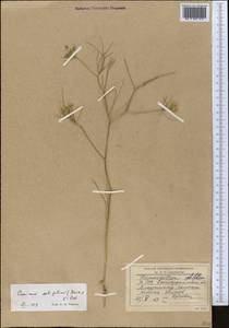 Cuminum setifolium (Boiss.) Koso-Pol., Middle Asia, Syr-Darian deserts & Kyzylkum (M7) (Uzbekistan)