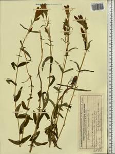 Gentiana pneumonanthe L., Eastern Europe, Volga-Kama region (E7) (Russia)