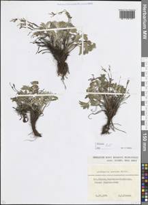 Alchemilla sericea Willd., Caucasus, Stavropol Krai, Karachay-Cherkessia & Kabardino-Balkaria (K1b) (Russia)