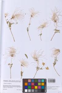 Clematis orientalis L., Eastern Europe, Lower Volga region (E9) (Russia)