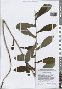 Prenanthes purpurea L., Western Europe (EUR) (Spain)