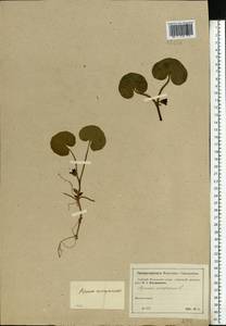 Asarum europaeum L., Eastern Europe, Moscow region (E4a) (Russia)