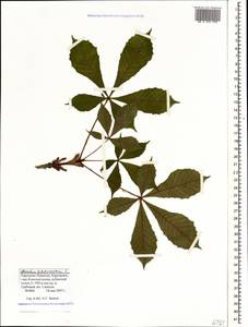 Aesculus hippocastanum L., Caucasus, Stavropol Krai, Karachay-Cherkessia & Kabardino-Balkaria (K1b) (Russia)