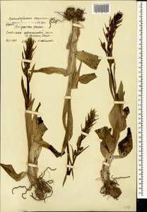 Himantoglossum caprinum (M.Bieb.) Spreng., Crimea (KRYM) (Russia)