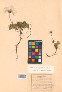 Geum selinifolium (Fisch. ex F. Schmidt) Hultén, Siberia, Russian Far East (S6) (Russia)
