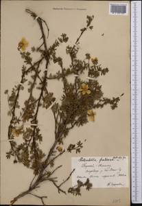 Dasiphora fruticosa (L.) Rydb., Middle Asia, Northern & Central Tian Shan (M4) (Kyrgyzstan)