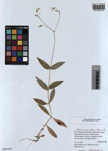 KUZ 004 510, Cerastium pauciflorum Stev. ex Ser., Siberia, Altai & Sayany Mountains (S2) (Russia)