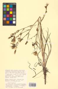 Tragopogon podolicus Besser ex DC., Eastern Europe, Lower Volga region (E9) (Russia)