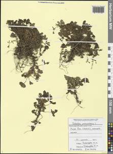 Sibbaldia parviflora Willd., Caucasus, Black Sea Shore (from Novorossiysk to Adler) (K3) (Russia)