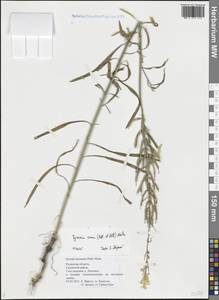 Erysimum canum (Piller & Mitt.) Polatschek, Eastern Europe, Central region (E4) (Russia)