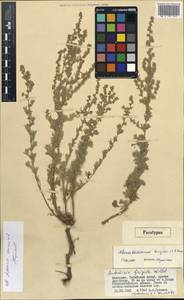 Artemisia davazamczii Darijma & Kamelin, Mongolia (MONG) (Mongolia)