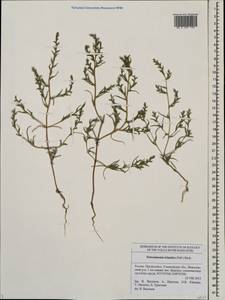 Petrosimonia triandra (Pall.) Simonk., Eastern Europe, Middle Volga region (E8) (Russia)