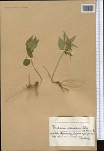 Vincetoxicum fuscatum subsp. fuscatum, Middle Asia, Caspian Ustyurt & Northern Aralia (M8) (Kazakhstan)