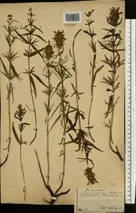 Dracocephalum ruyschiana L., Eastern Europe, Moscow region (E4a) (Russia)