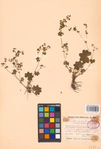 Alchemilla micans Buser, Eastern Europe, Moscow region (E4a) (Russia)