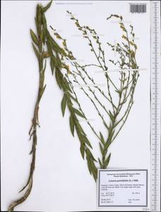 Linaria genistifolia (L.) Mill., Western Europe (EUR) (Romania)