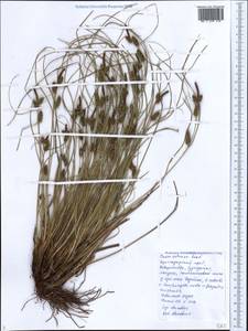 Carex extensa Gooden., Caucasus, Black Sea Shore (from Novorossiysk to Adler) (K3) (Russia)
