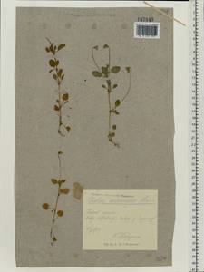Viola arvensis Murray, Eastern Europe, North Ukrainian region (E11) (Ukraine)
