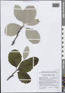 Aria edulis (Willd.) M. Roem., Western Europe (EUR) (Spain)