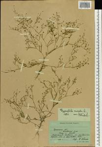 Psammophiliella muralis (L.) lkonn., Eastern Europe, North Ukrainian region (E11) (Ukraine)