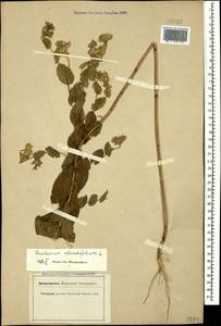 Bupleurum rotundifolium L., Caucasus, Krasnodar Krai & Adygea (K1a) (Russia)