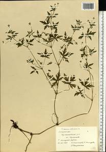 Geranium sibiricum L., Eastern Europe, Central forest-and-steppe region (E6) (Russia)