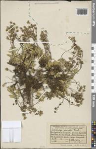 Micranthes merkii subsp. merkii, Siberia, Russian Far East (S6) (Russia)