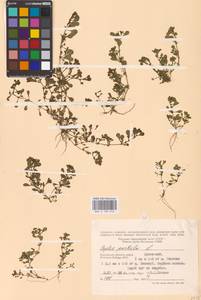 Lythrum portula (L.) D. A. Webb, Eastern Europe, Central region (E4) (Russia)