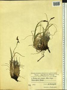 Carex rigidioides (Gorodkov) V.I.Krecz., Siberia, Chukotka & Kamchatka (S7) (Russia)